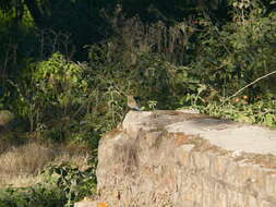 Image of Himalayan Bluetail