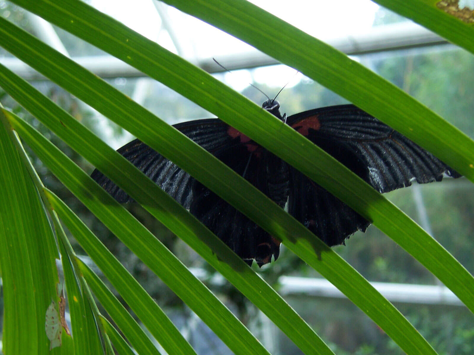 Sivun Papilio memnon Linnaeus 1758 kuva