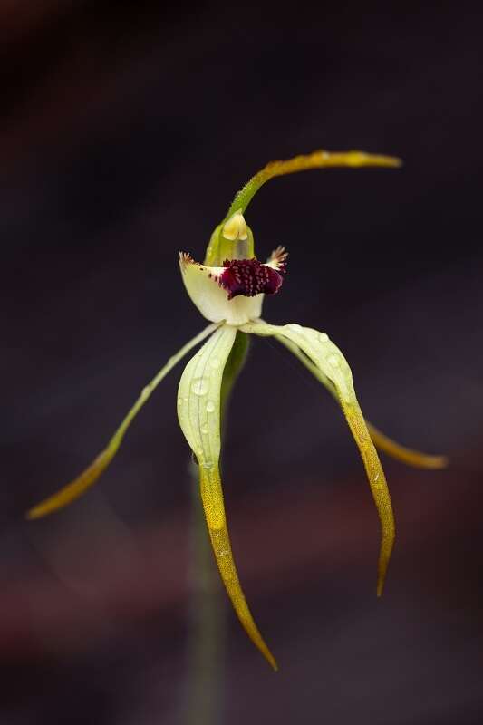 Image of Clubbed spider orchid