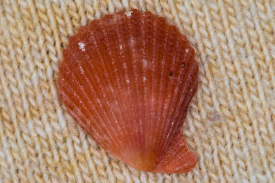 Слика од Aequipecten muscosus (W. Wood 1828)