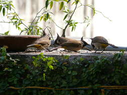 Image of Himalayan Bulbul