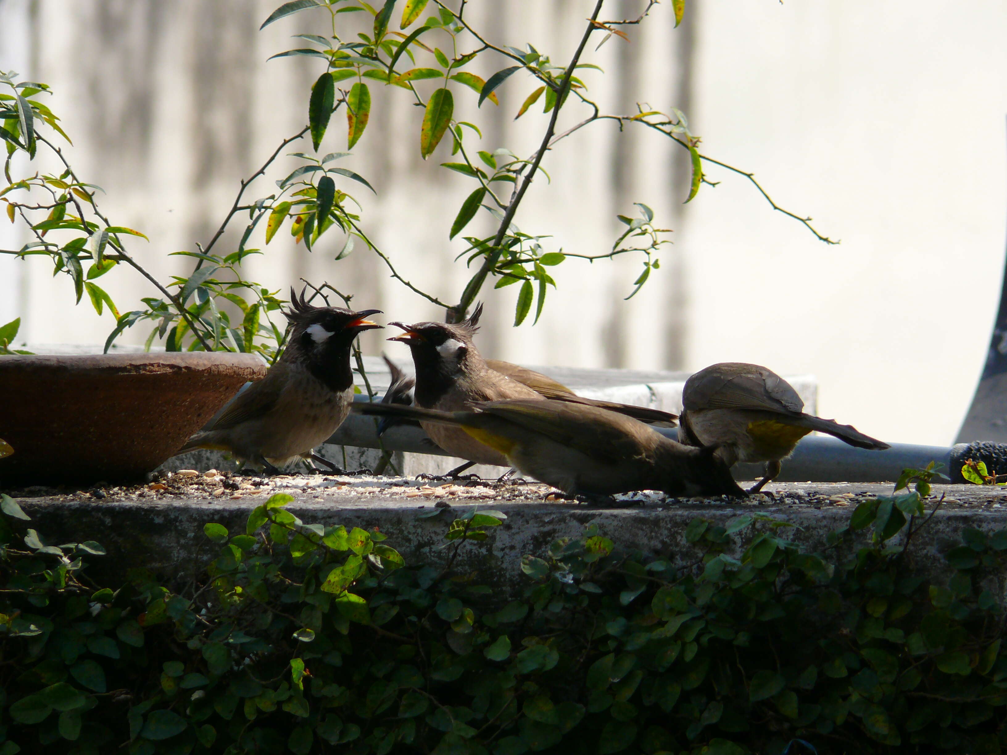 Image of Himalayan Bulbul