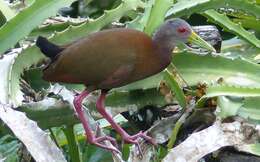 Image of Brown Wood Rail