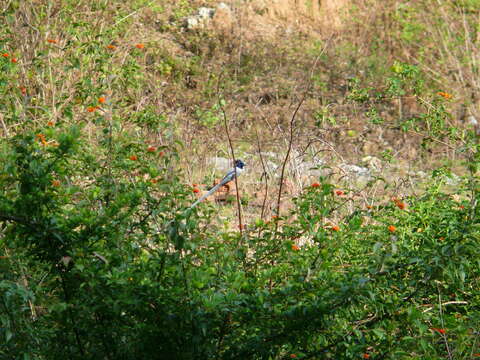 Image of Asian Paradise-Flycatcher