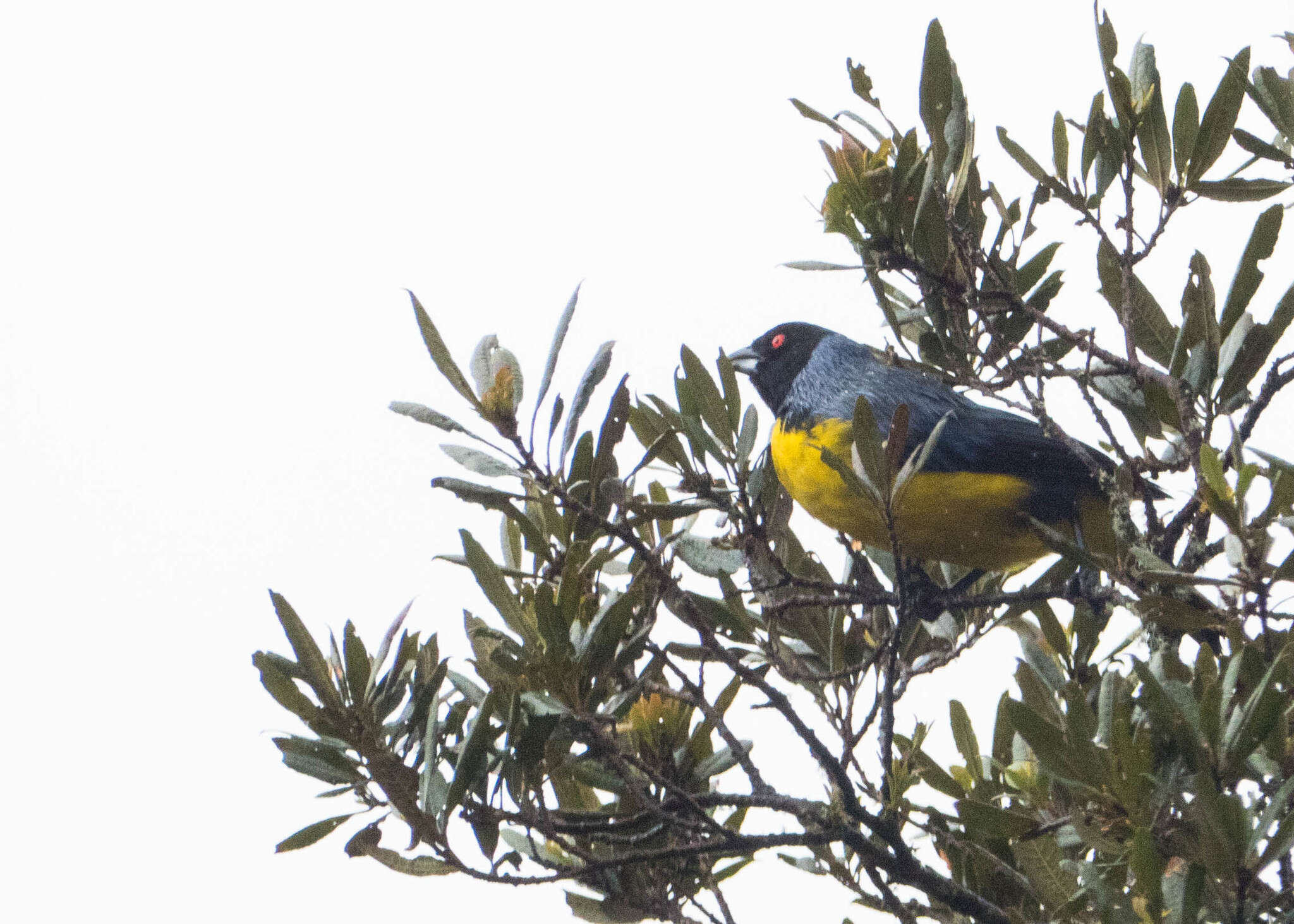 Image of Hooded Mountain Tanager