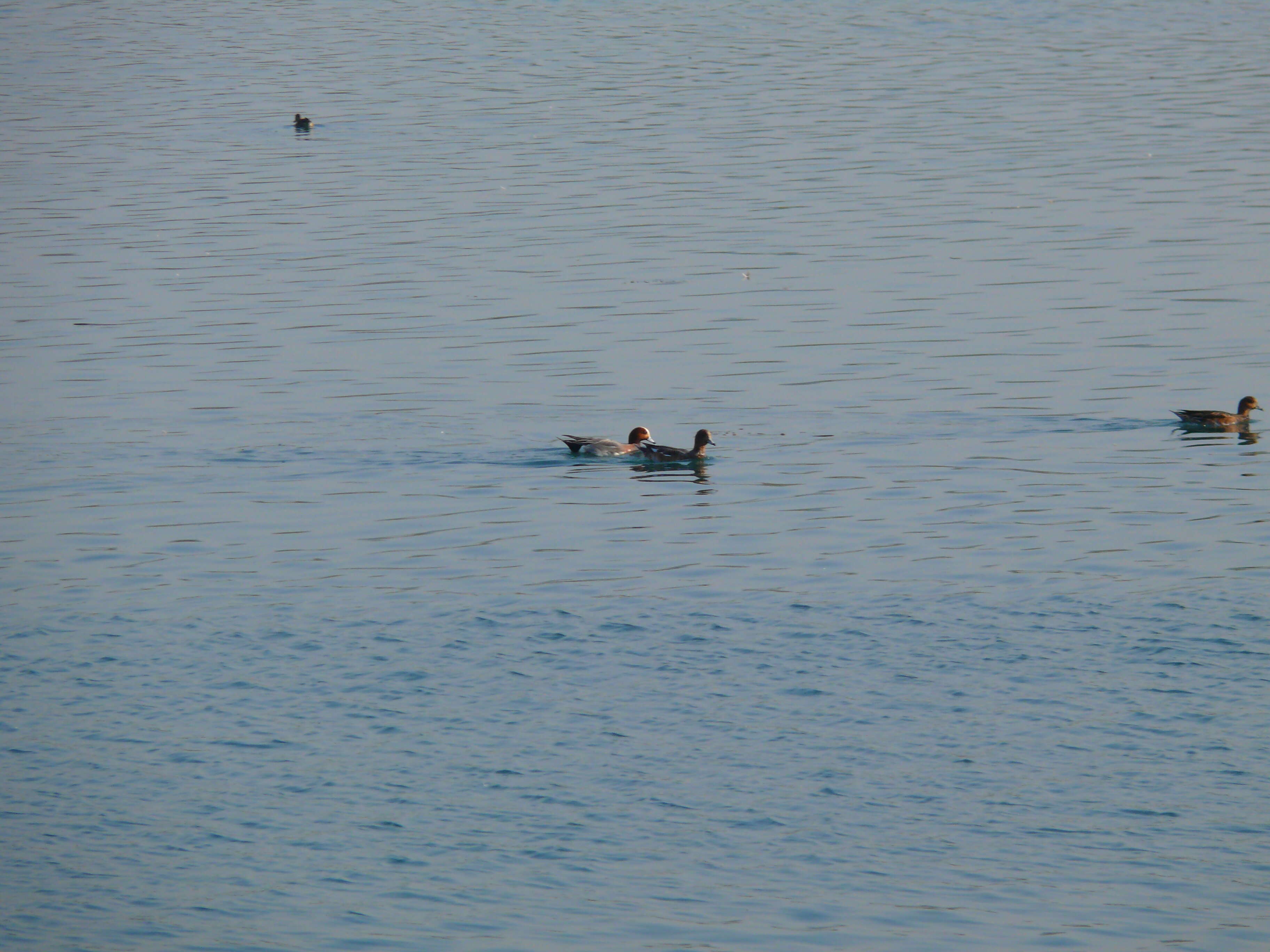 Image of Eurasian Wigeon