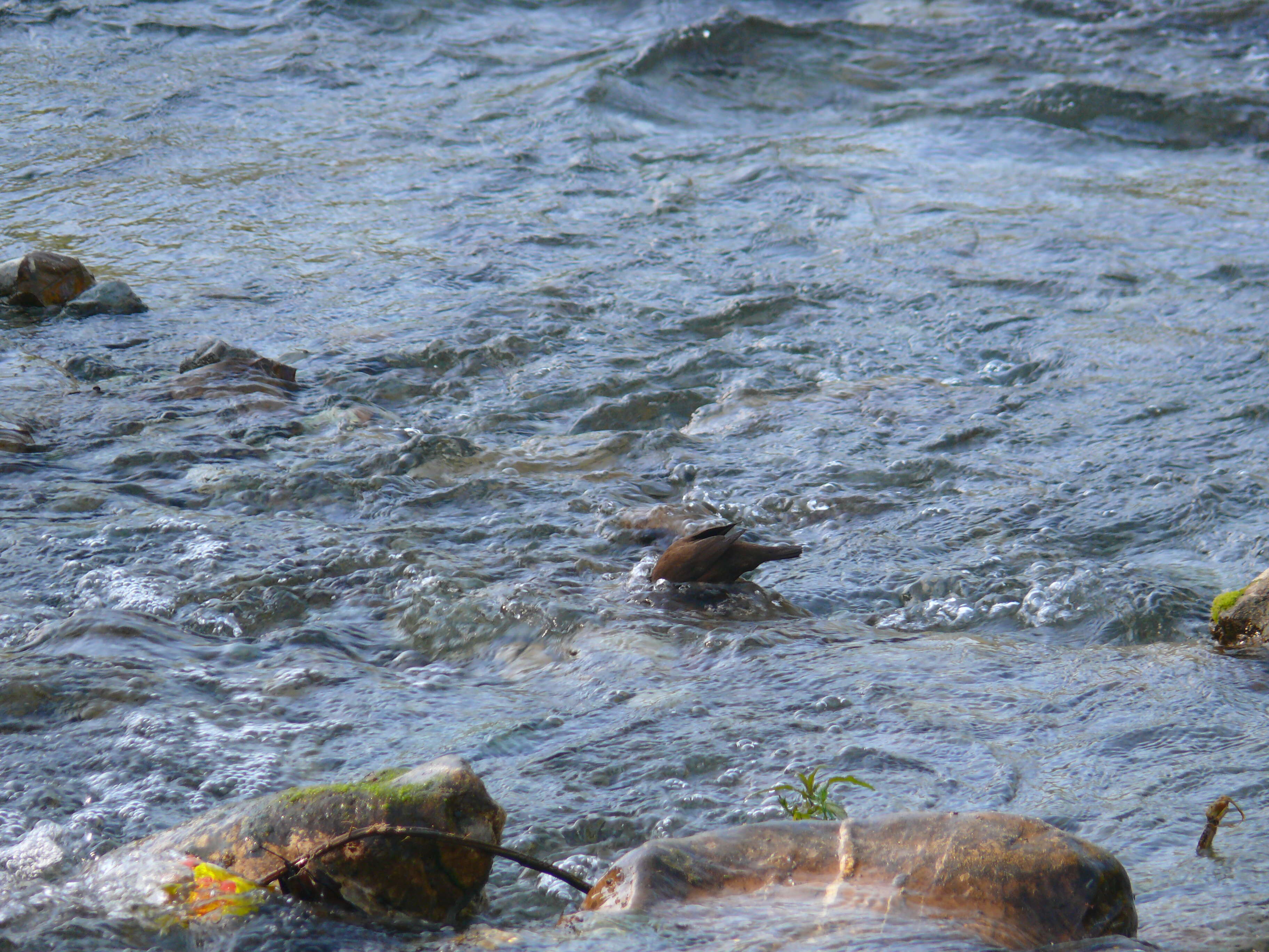 Image of Brown Dipper