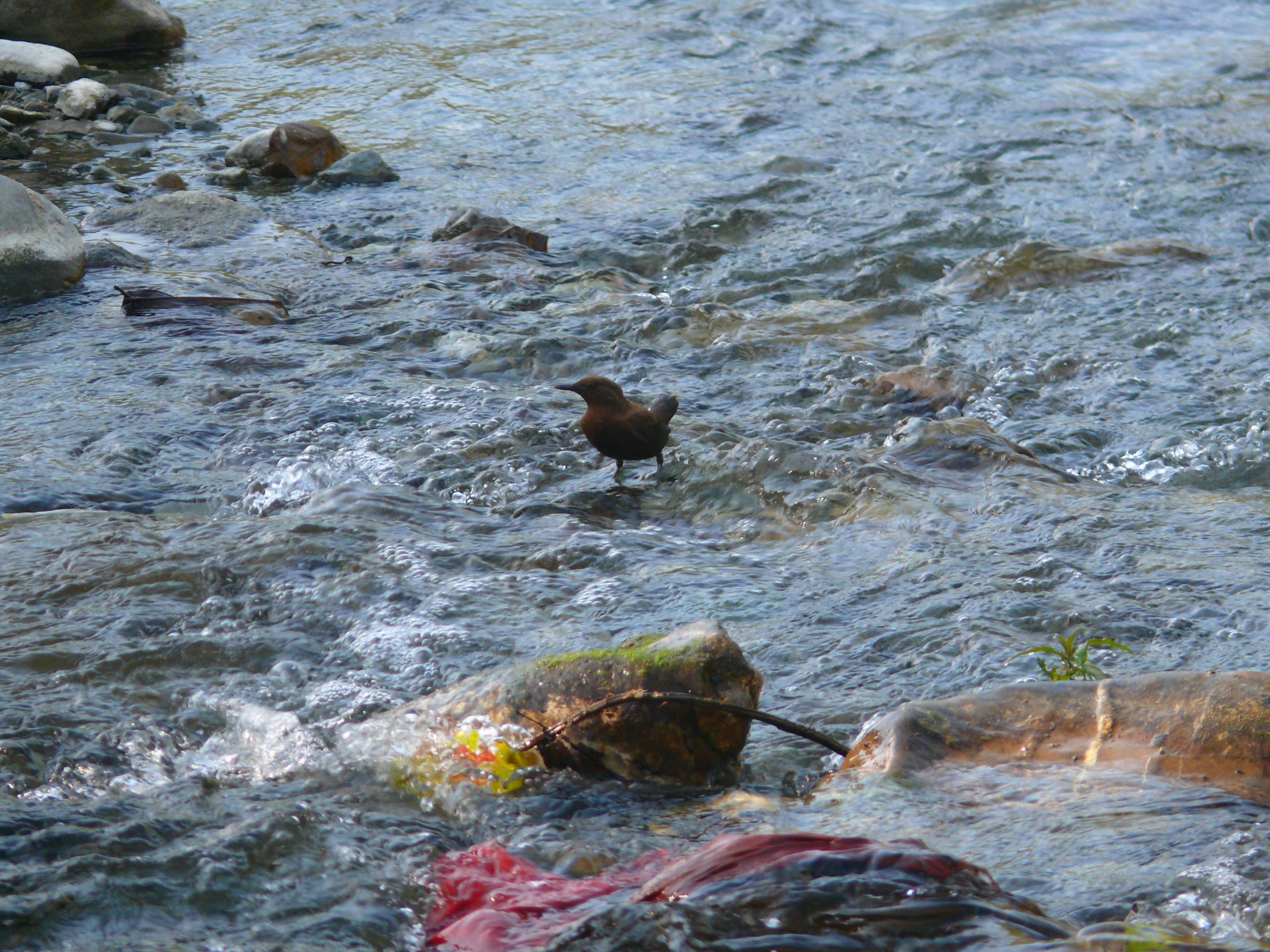 Image of Brown Dipper