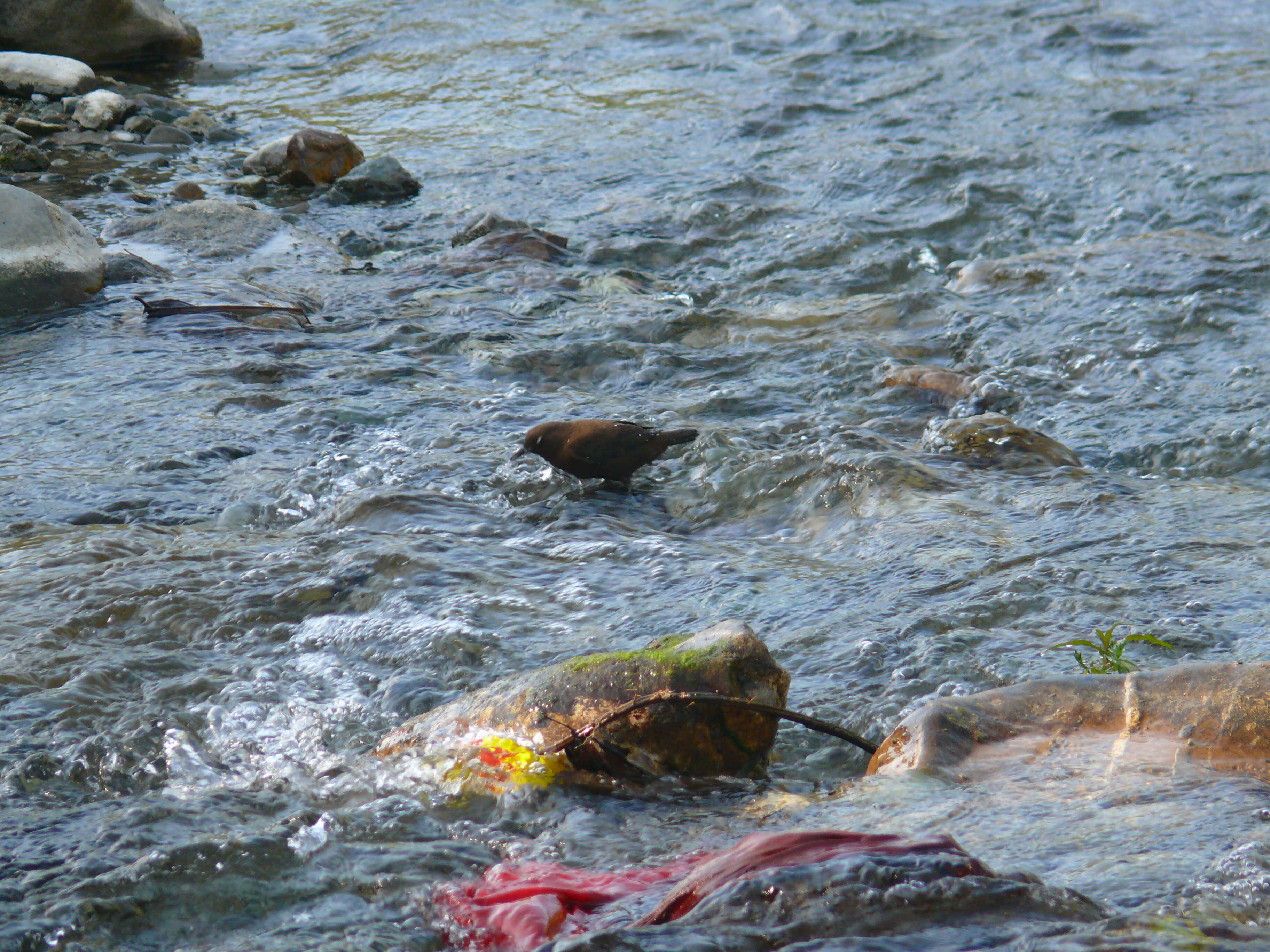 Image of Brown Dipper