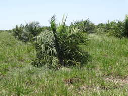 Image of oil palm