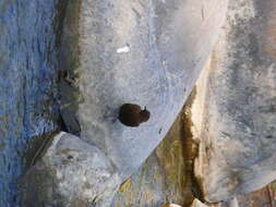 Image of Brown Dipper