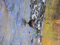 Image of Brown Dipper