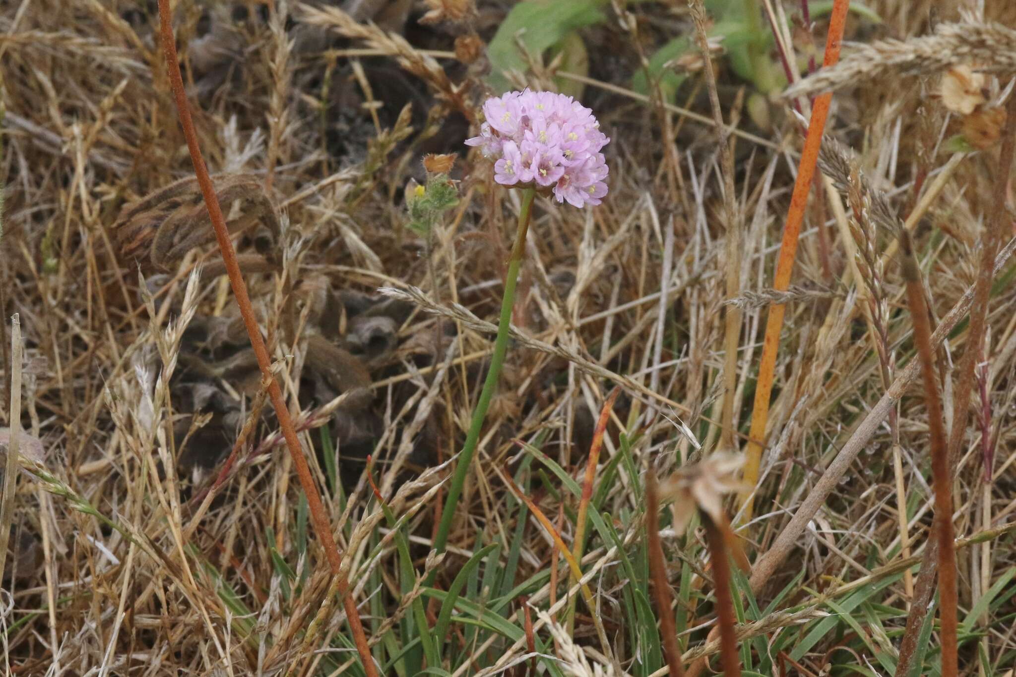 Image of California seapink