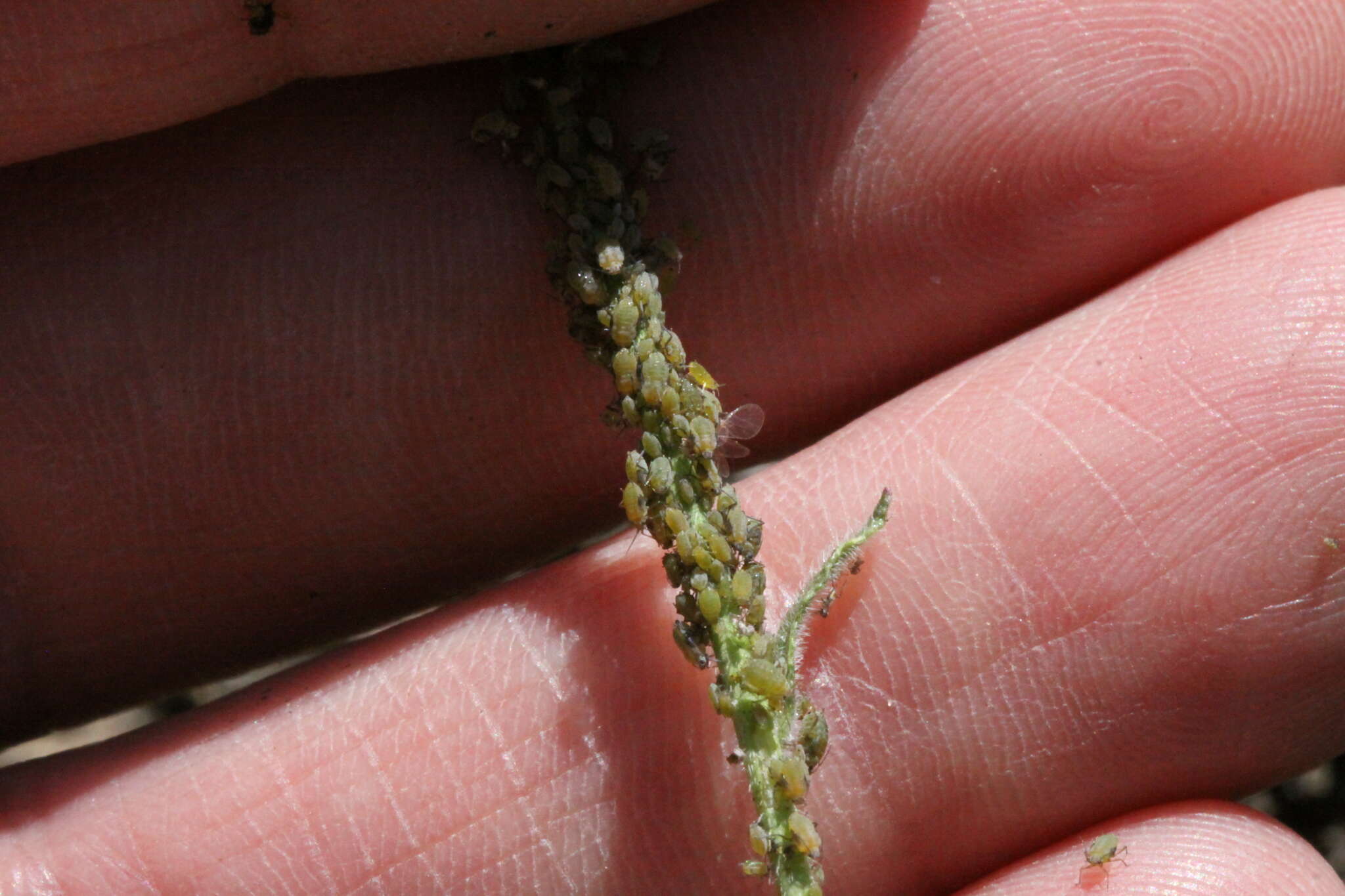 Image of Aphid