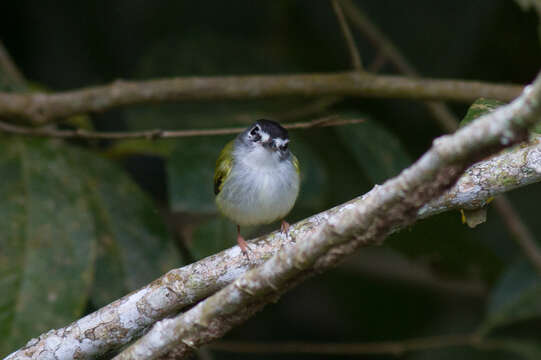 Image of Black-capped Pygmy Tyrant