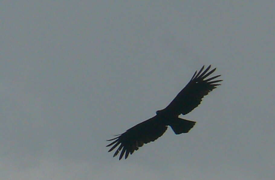 Image of Black Eagle