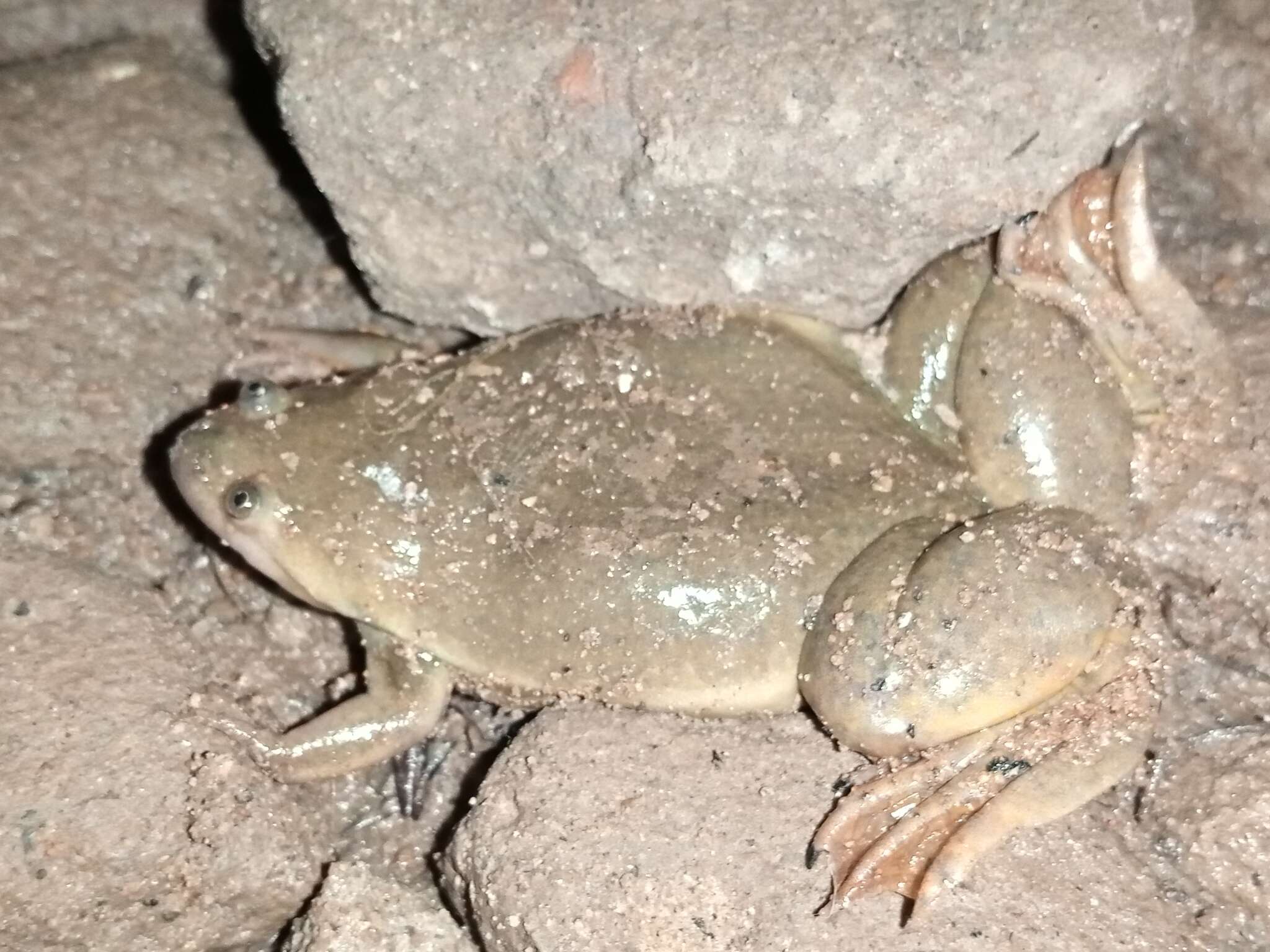 Image of Lake Vistoria Clawed Frog