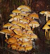 صورة Armillaria luteobubalina Watling & Kile 1978