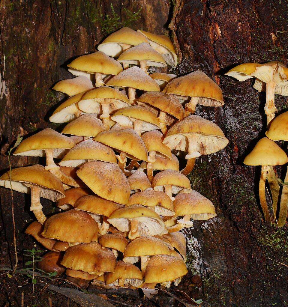 Image of Armillaria luteobubalina Watling & Kile 1978