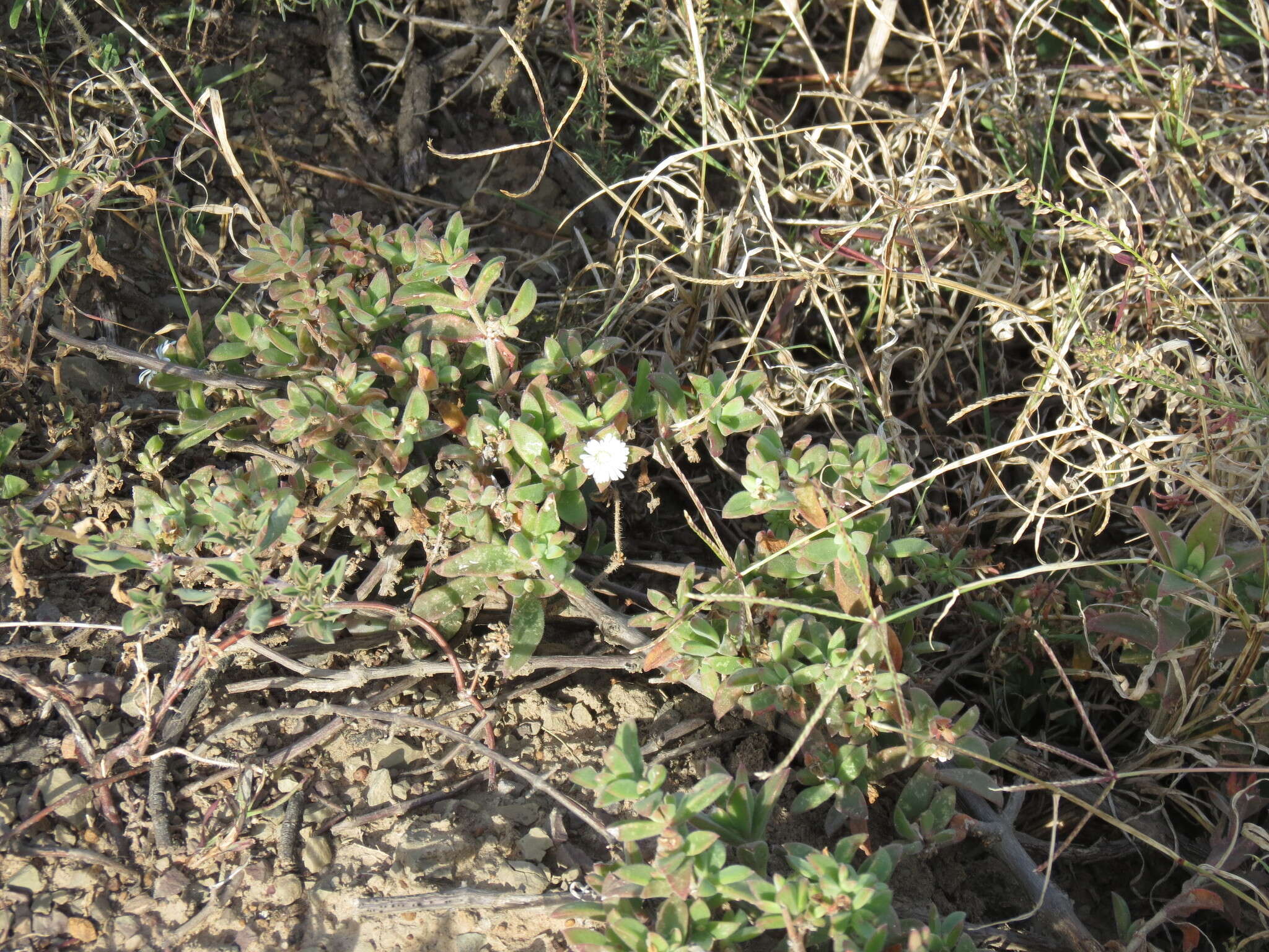 Image of Delosperma invalidum (N. E. Br.) N. E. K. Hartmann