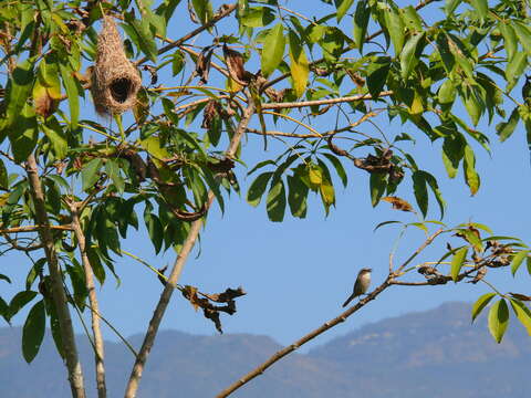 Image of Grey Bush Chat