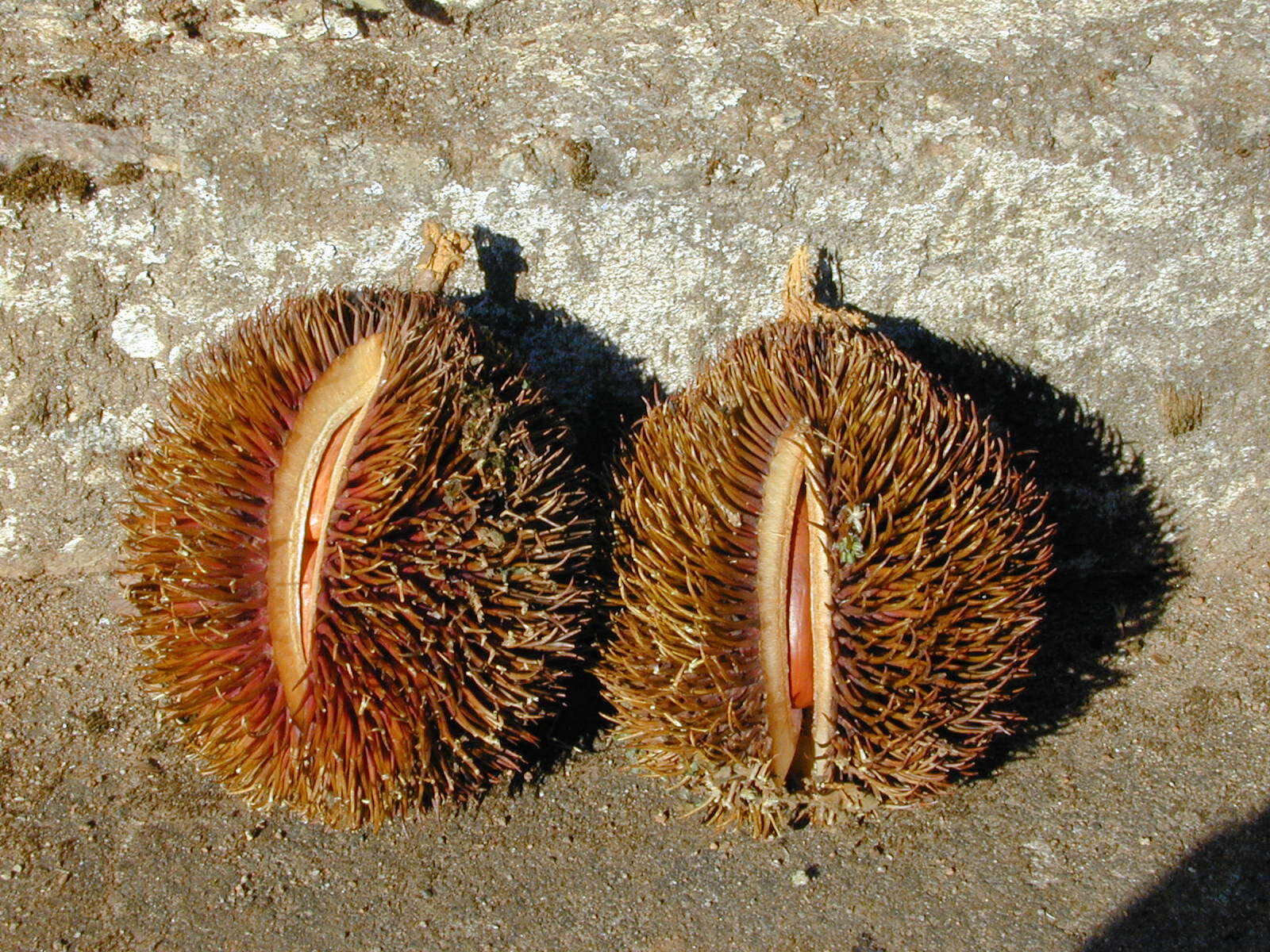 Image of Cullenia exarillata A. Robyns