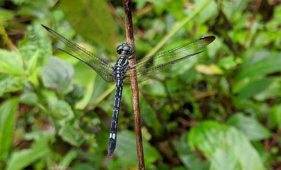 Imagem de <i>Hylaeothemis apicalis</i> Fraser 1924