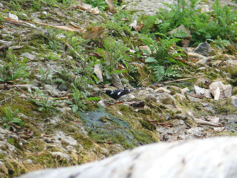 Image of Spotted Forktail