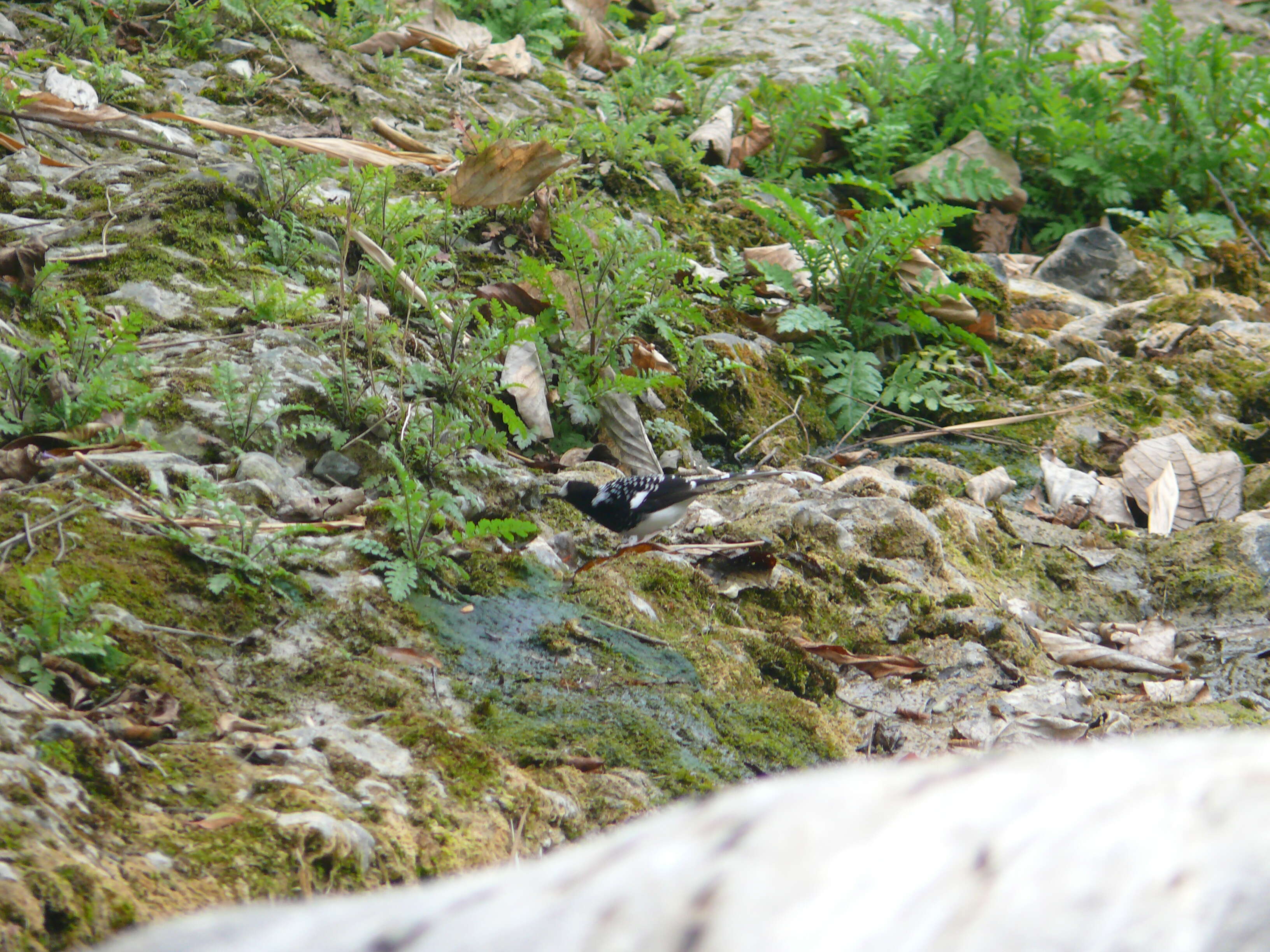 Image of Spotted Forktail