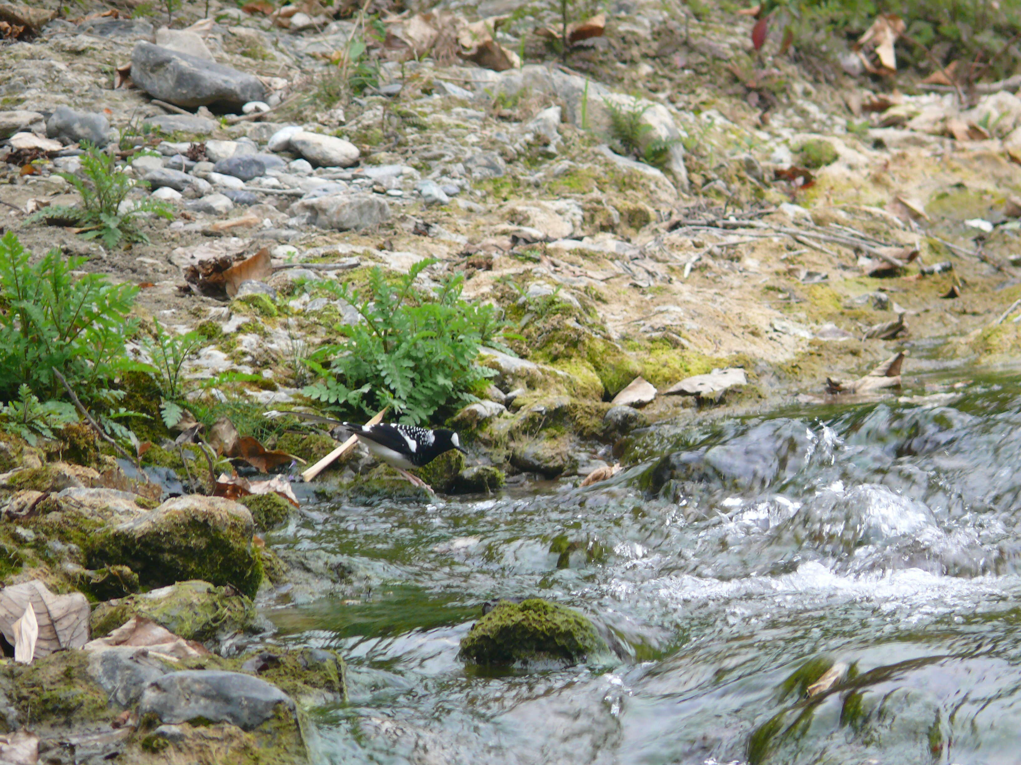 Image of Spotted Forktail