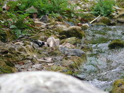 Image of Spotted Forktail