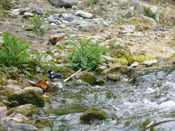 Image of Spotted Forktail