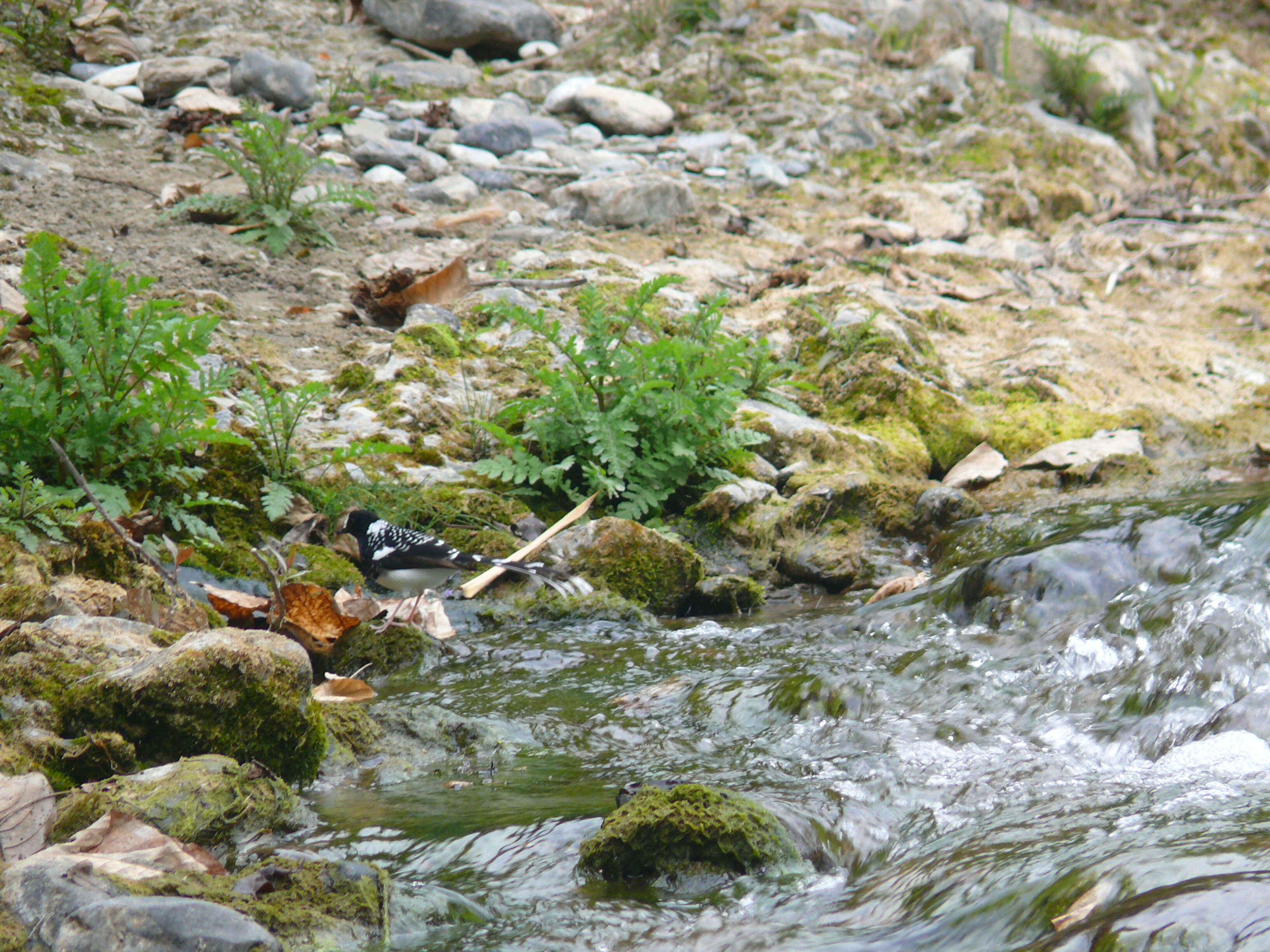 Image of Spotted Forktail