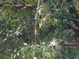 Image of Asian Barred Owlet