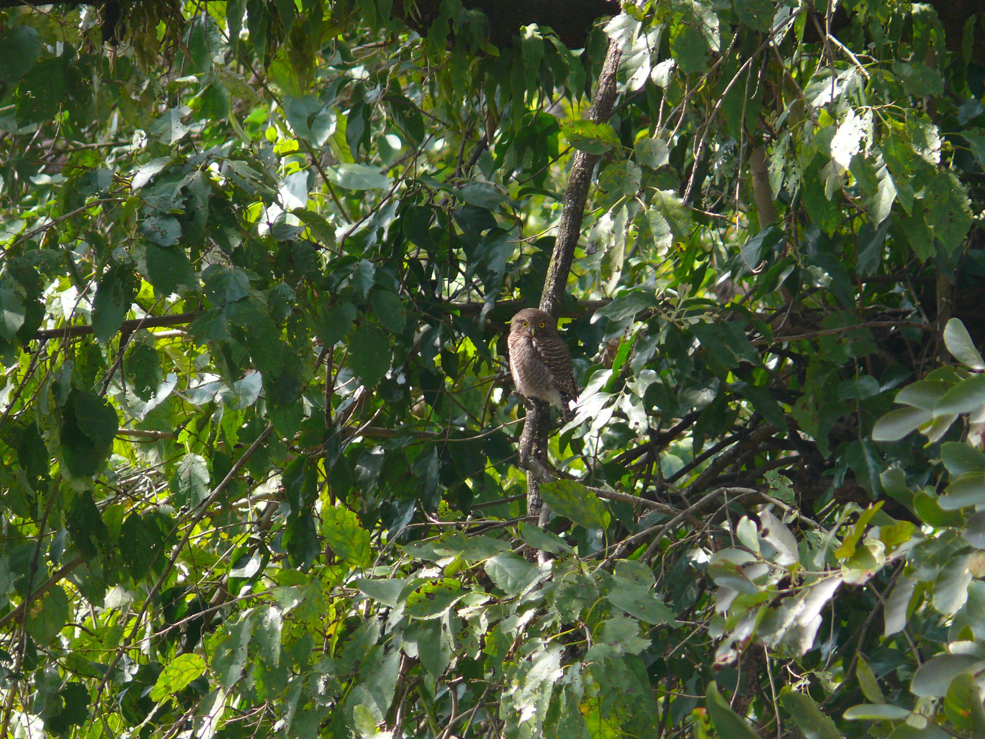 Image of Asian Barred Owlet