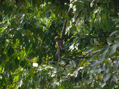 Image of Asian Barred Owlet