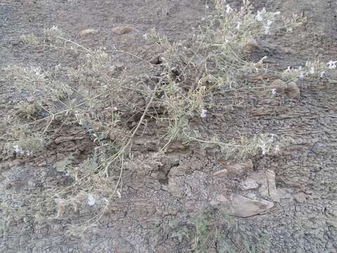 Image of Nepeta cyanea Steven