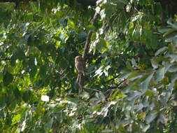 Image of Asian Barred Owlet