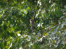 Image of Asian Barred Owlet