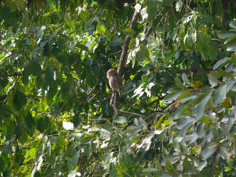 Image of Asian Barred Owlet