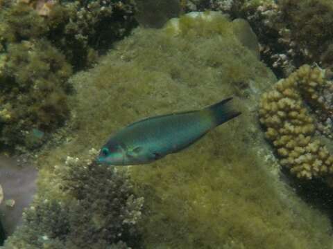 صورة Thalassoma genivittatum (Valenciennes 1839)