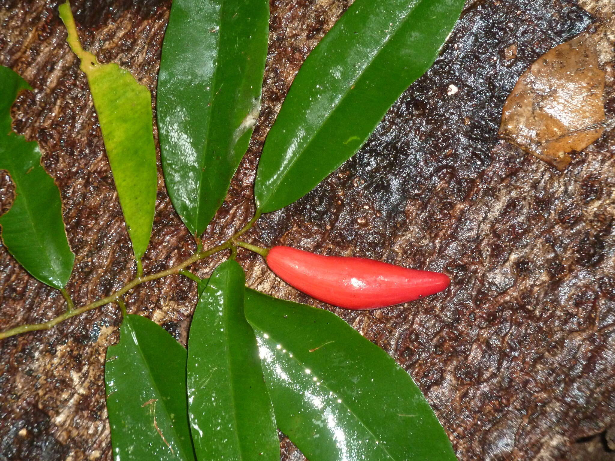 Image of Chrysophyllum moralesianum