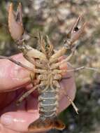 صورة Cambarus acuminatus Faxon 1884