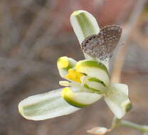 Image de Albuca longipes Baker