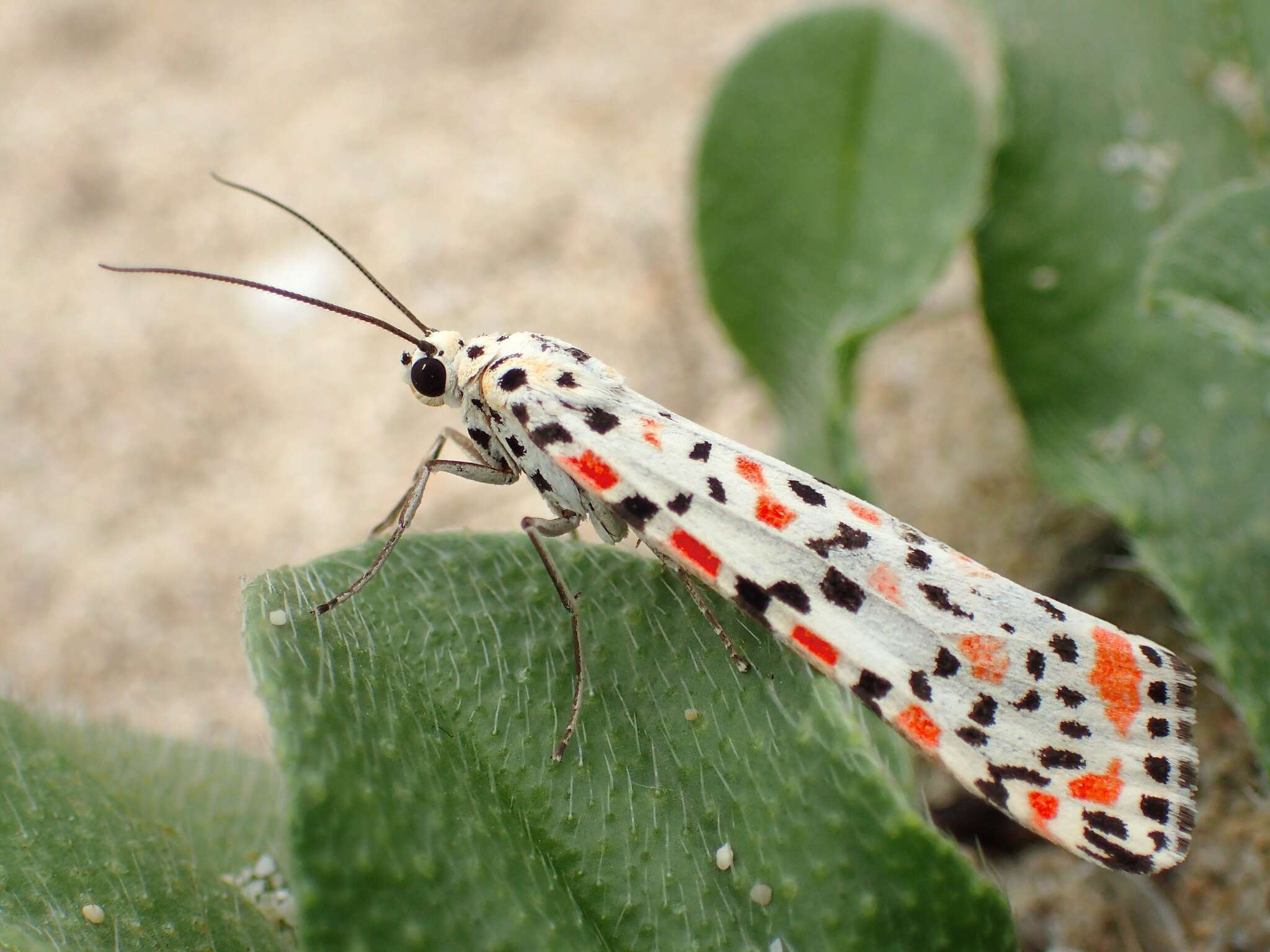 Image of crimson speckled