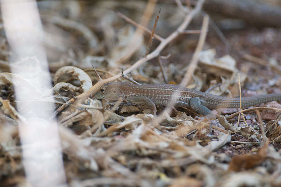 Sivun Aspidoscelis xanthonotus (Duellman & Lowe 1953) kuva