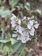 Image of Goodenia albiflora Schltdl.