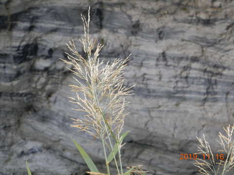 Image of Arundo formosana Hack.