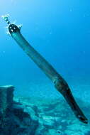 Image of Atlantic cornetfish