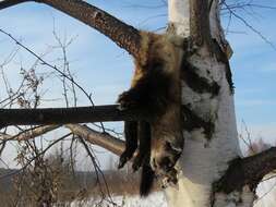 Image of Steppe Polecat